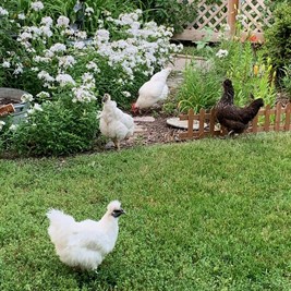 Urban Hens