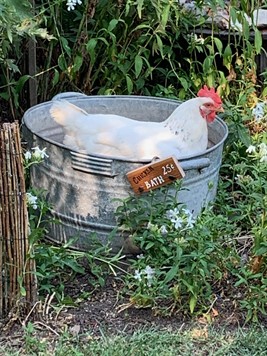 Urban Hens
